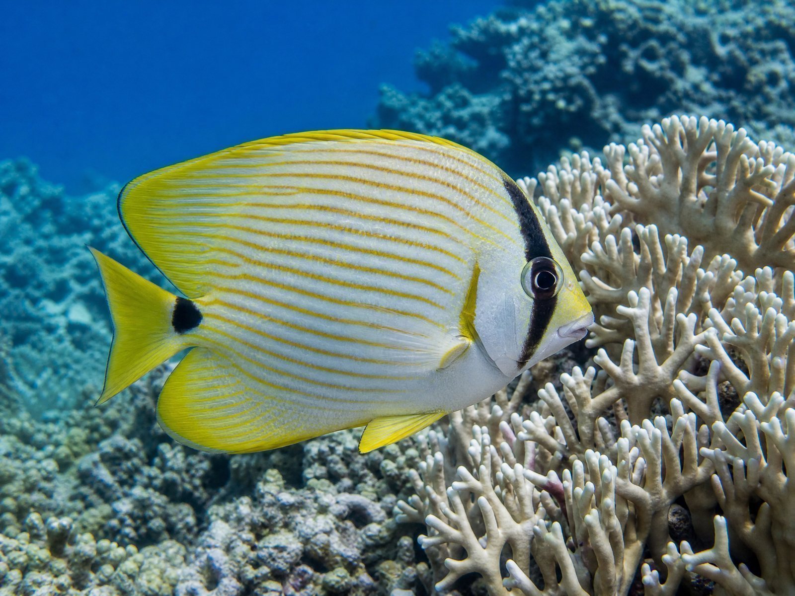 Butterflyfish Specimen