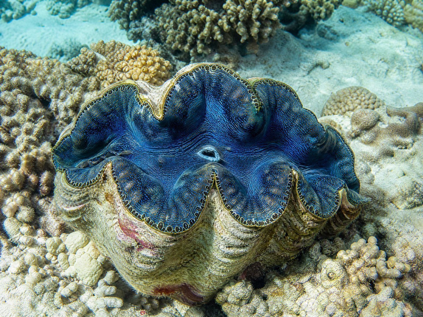 Giant Clam Specimen