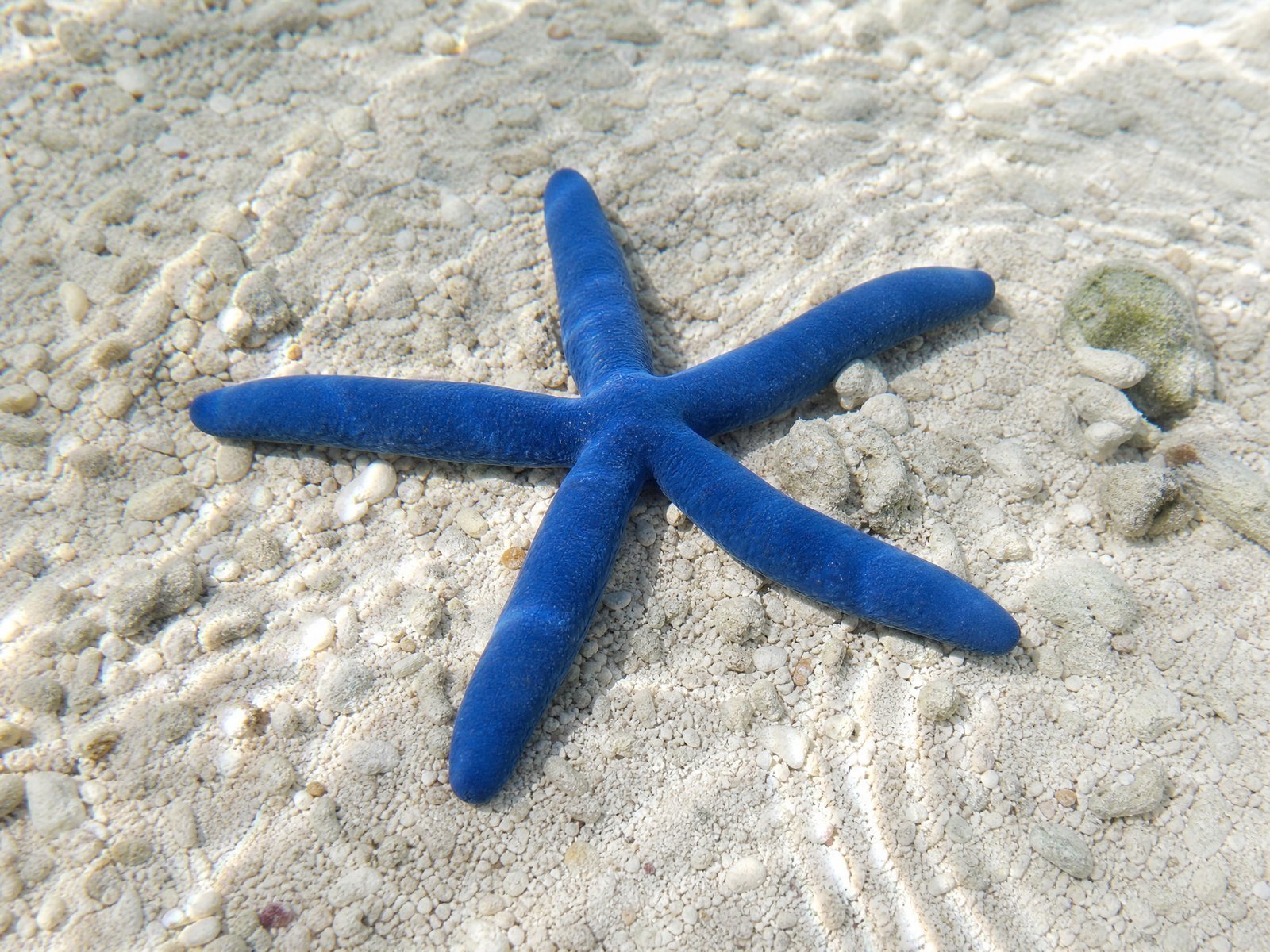Sea Star Specimen